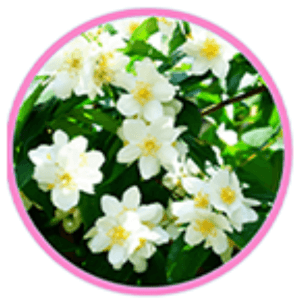 Fressia